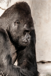一只雄性大猩猩的脸像