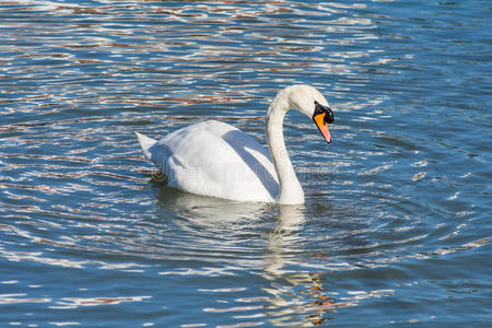 漂浮在水面上的天鹅照片