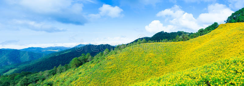 黄花田