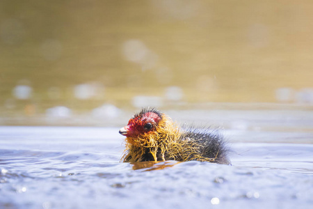 欧亚coot fulicaatra小鸡,红色的头和黑色的身体游泳.