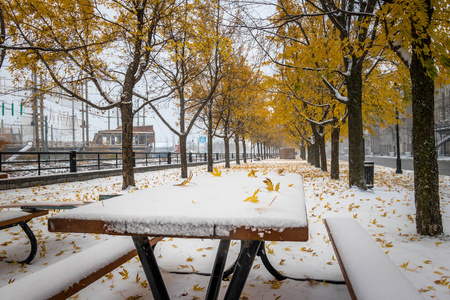 在第一场雪上的人行道上，黄叶飘落在树木上