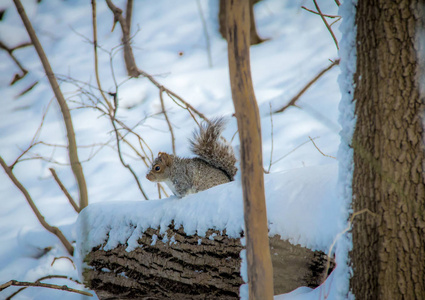 雪上的灰色松鼠