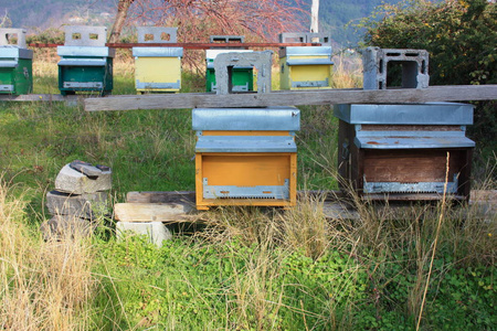 蜂巢。 蜂巢。 花园里不同颜色蜜蜂的几排房子