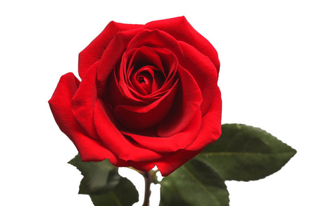 白色背景上的红色玫瑰