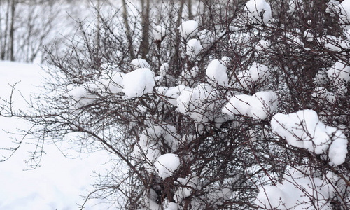 冬天被雪覆盖的灌木枝条。