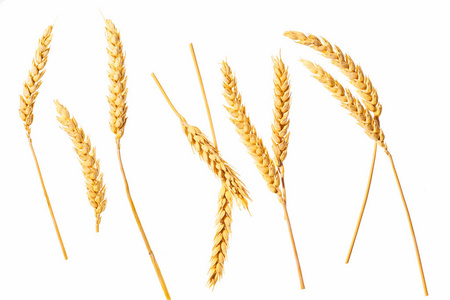 在白色背景上分离的小麦穗。在白色背景上分离的小麦穗