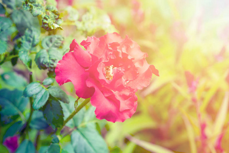 红玫瑰盛开在花园里温暖的色调