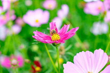 小蜜蜂花粉宇宙花接近