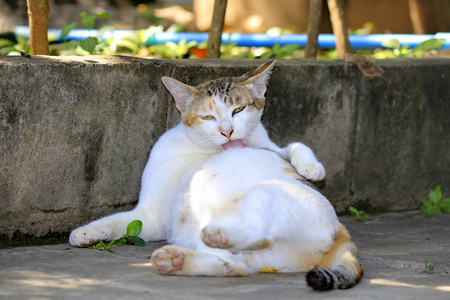 猫在自然距离上的美丽。