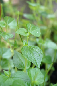 天然园林中的绿色透明孢子虫植物