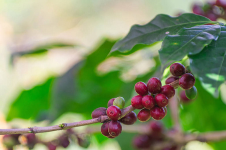 树上的红色成熟咖啡豆作为咖啡背景。