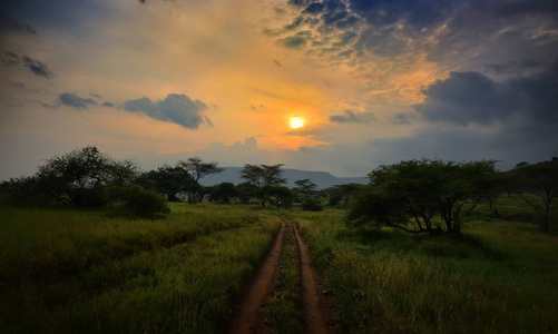 日落时分，非洲自然公园有着相思树的美丽景观