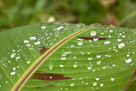 雨点落在树叶上