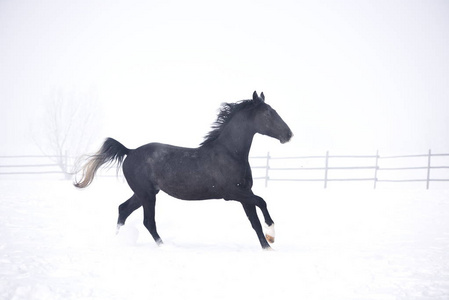 冬天在户外跑步的漂亮马