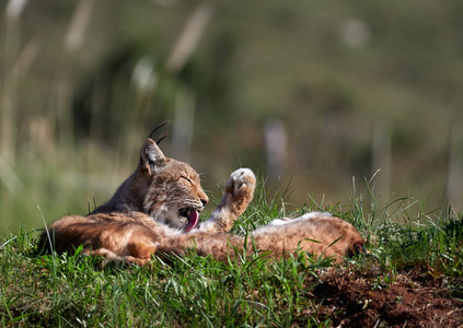  Wild animal hidden in nature habitat lynx lynx
