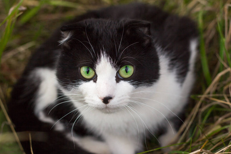 美丽的黑白猫，绿眼睛坐在灌木丛中