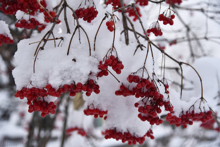 雪中的振动