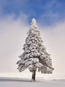冬天的风景，树木和山脉覆盖着雪和霜