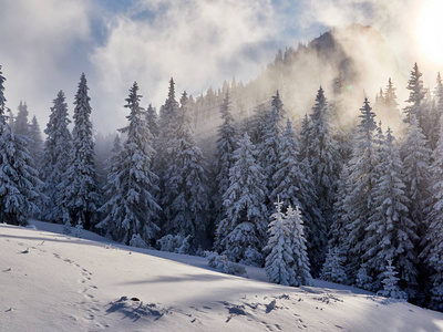 冬天的风景，树和山在日出的光线下覆盖着雪和霜