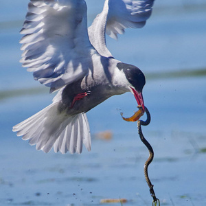须燕鸥chlidoniasbrida与猎捕的水蛇一起飞行捕获