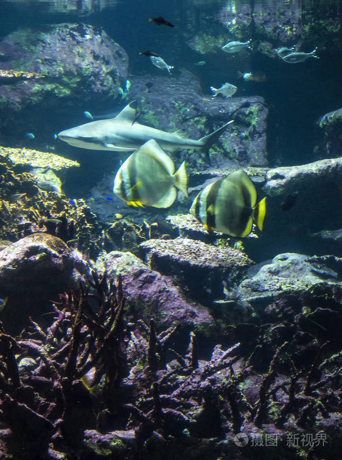 有珊瑚礁和鱼类的水下景观. 海底世界的水族馆居民