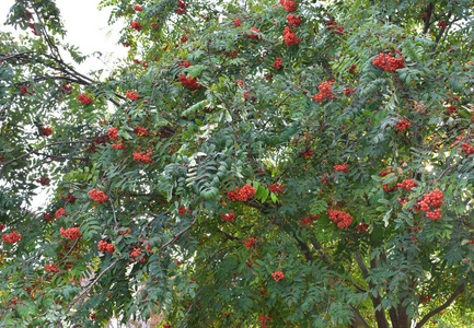 树木上绿叶的背景和山灰的红色浆果。