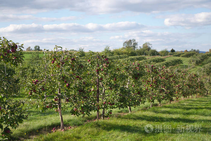 果园苹果树农场果树园有机农业