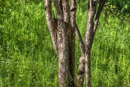 春天的树木茎在绿草的背景下