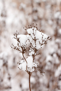 在林冬景观中特写白雪覆盖的草地。