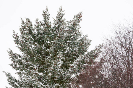 冬天的蓝天背景上有雪的树枝。