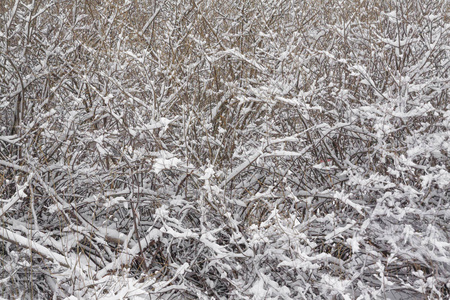冬季景观中覆盖冰雪的灌木枝条纹理