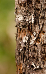 由啄木鸟制造的洞覆盖的老树干粗糙的树皮