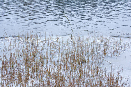 在芬兰的Kymijoki河岸边，把雪覆盖的草收起来。 冬季景观场景。