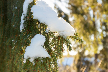 芬兰冬季森林中积雪覆盖的云杉枝和针叶