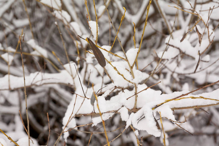 覆盖着雪和冰的灌木丛的枝条靠近冬季景观。