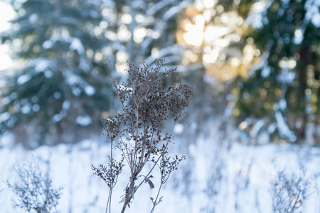 在白雪覆盖的森林冬季景观场景中关闭草地。