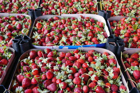 抽屉里的草莓。新鲜成熟的完美浆果
