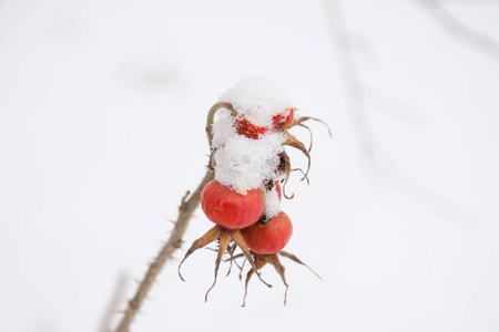 冬天的风景和雪的野生玫瑰灌木靠近