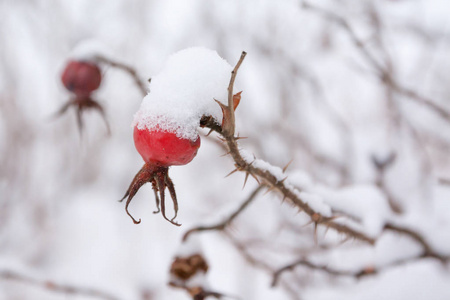 冬天的风景和雪的野生玫瑰灌木靠近