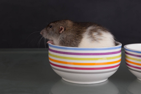 桌子上盘子里的棕色家鼠