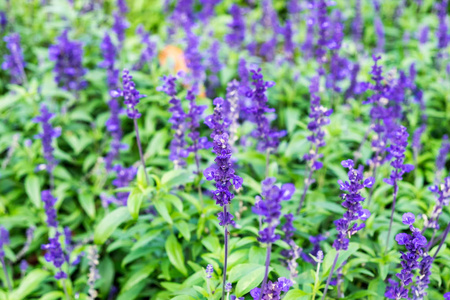 花园里的薰衣草紫色花