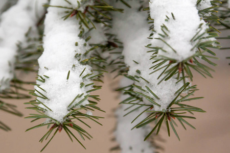 芬兰冬季森林中积雪覆盖的云杉枝和针叶