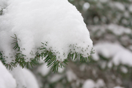 芬兰冬季森林中积雪覆盖的云杉枝和针叶