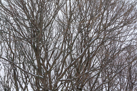 冬天天空背景上有雪的树枝。