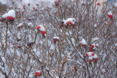 冬天的风景和雪在野生玫瑰灌木靠近