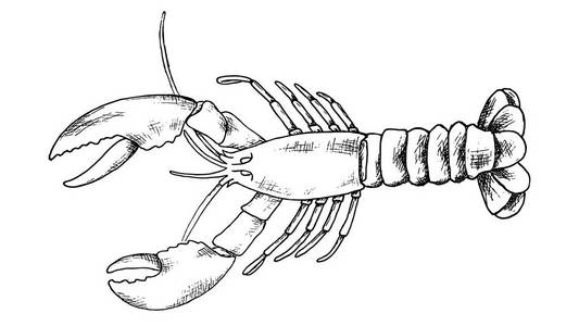 龙虾复古素描风格矢量插图