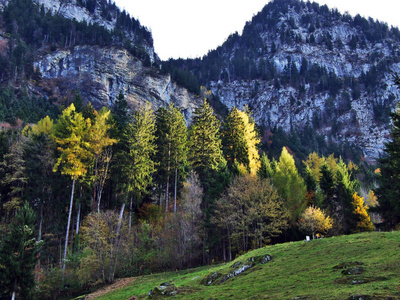 瑞士圣加伦州塞兹塔尔山谷山脉阿尔维耶山脉之间山坡上的树木和针叶林
