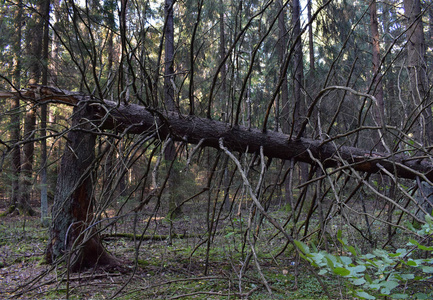 森林里有干树枝的破树。