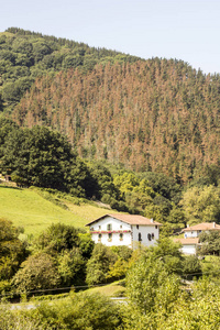 房子在森林里，田野在西班牙纳瓦拉比利牛斯山脉的阴天。