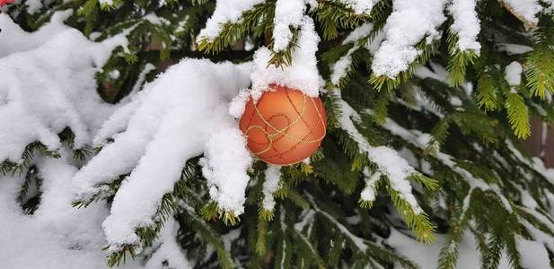 一棵白雪皑皑的新年树上的圣诞树装饰，冬天的乡村花园里有绿色的针，在寒冷的喜庆日子里